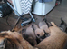 Belgium malinois x Belgium shepherd pups