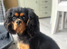Beautiful KC reg 3yr old girl