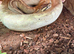 Mardi gras male python with full setup