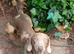 Mini dachshund x chihuahuas