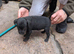 Lakeland pups
