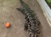BLACK & WHITE TEGU 4 YEARS OLD