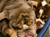 1 male and 1 female bulldog