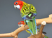 golden-mantled Rosella’s available.