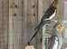 Cockatiels