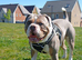 Olde tyme bulldog