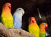 Love birds for sale