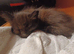 1 white male 1 brown tabby female maincoon looking for his forever home