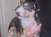 Miniature English bull terrier