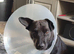 15 month old Patterdale terrier male