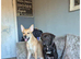 9 month old cane corso for rehome!