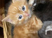 Siberian kittens