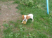 Beautiful blenheim puppy boy