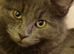 3 stunning girl kittens