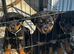 Gorgeous Rottweiler pups