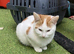 Male Ginger & white kitten