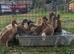 Khaki Campbell ducklings for sale