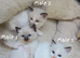 Pure Ragdoll kittens.
