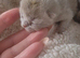 Stunning pure bred British blue kittens