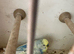 Nice pair budgies for sell