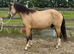 Newforest gelding