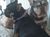 Ready now! Loving quality frenchie pups