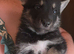 Tamaskan Puppies *health tested parents*