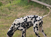 Gorgeous Dalmations for sale