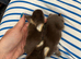 Pure French Lop Babies