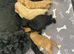 F1bb cockapoo puppies 1 left fully vaccinated