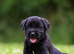 Giant Schnauzer Male