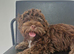 Chocolate tan maltipoo