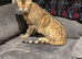 5 years female Bengal cat