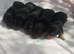*OUTSTANDING QUALITY MINIATURE DACHSHUND *