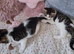 Kittens boy and girl