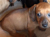Beautiful Baby dachshunds only one beautiful baby left