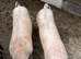6-Month-Old Pigs for Sale - £120 Each