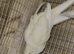 Kakariki x3