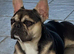 Special french bull dog girl