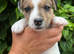 Parson Terrier pups for sale
