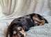 10.5 week old cocker spaniel puppy