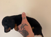 Miniature dachshunds