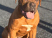 Dog 7 months old bull mastiff cross Dog Bordeaux
