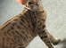 Gorgeous little tabby cross cat for sale