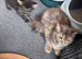 Half ragdoll kittens