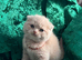 CREAMY & RED COLOR KITTENS
