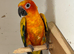 X2 Sun conures for sale