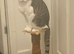 Riri- 1 year old female Tabby and White mixed cat!