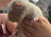 Guinea pigs looking for forever homes £10