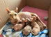 Sphynx bambino kittens